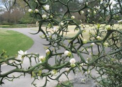 Poncirus trifoliata / Vadcitrom